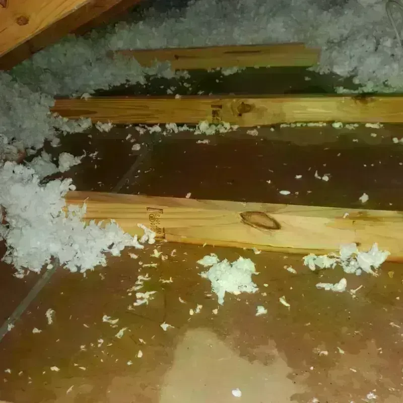 Attic Water Damage in Aiea, HI