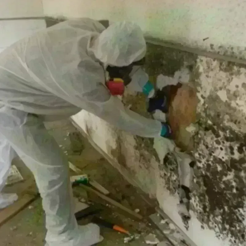 Mold Remediation and Removal in Aiea, HI